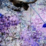 Untitled XIV