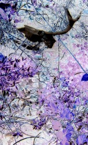 Untitled XIV