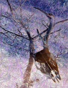Untitled XVI