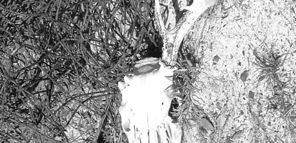Untitled VII