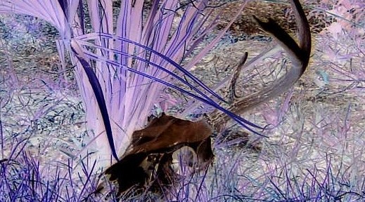 Untitled IX