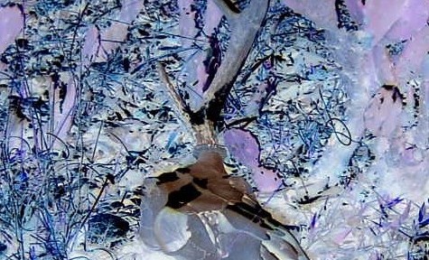 Untitled XII