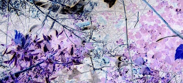 Untitled XIII