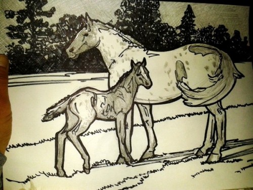 A is for Appaloosa